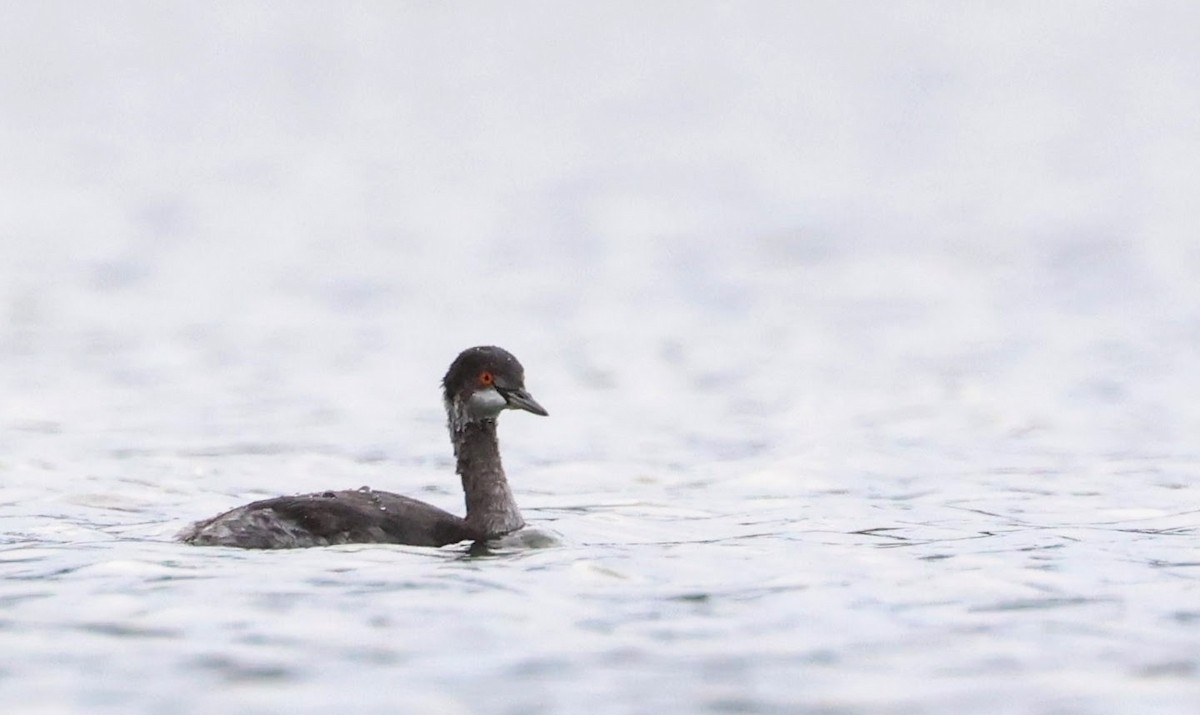 Eared Grebe - Scott Simmons