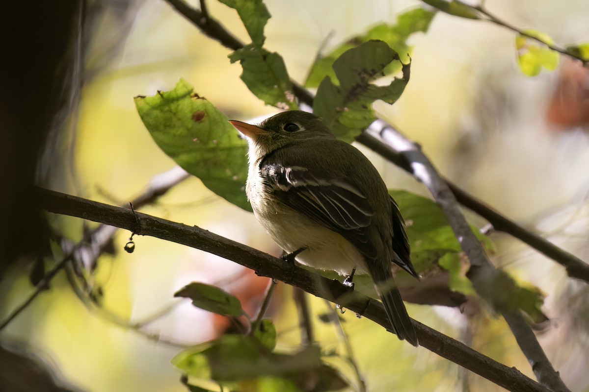 Western Flycatcher - ML611553238