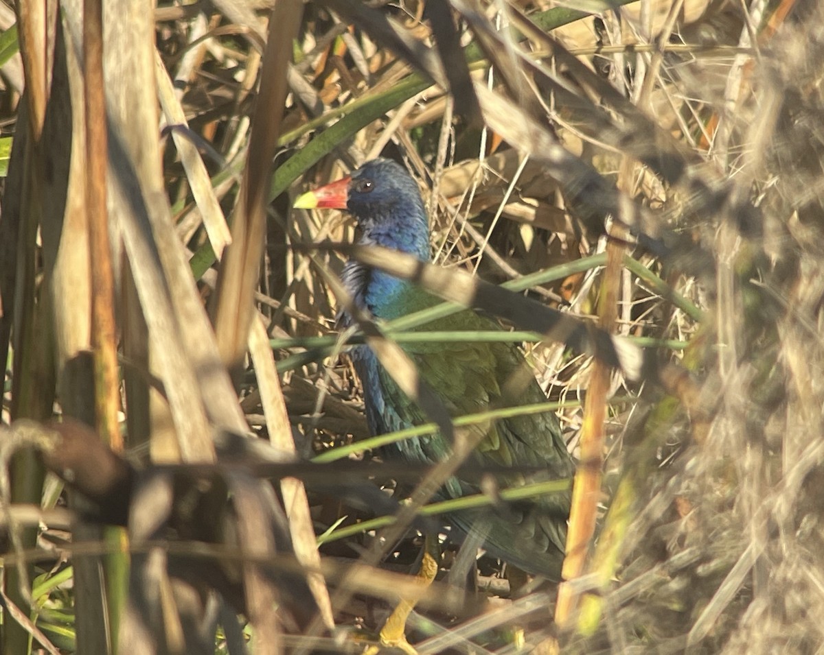 Purple Gallinule - ML611553358