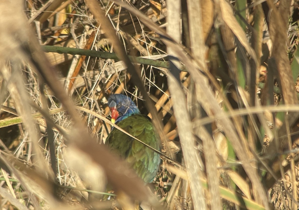 Purple Gallinule - ML611553363