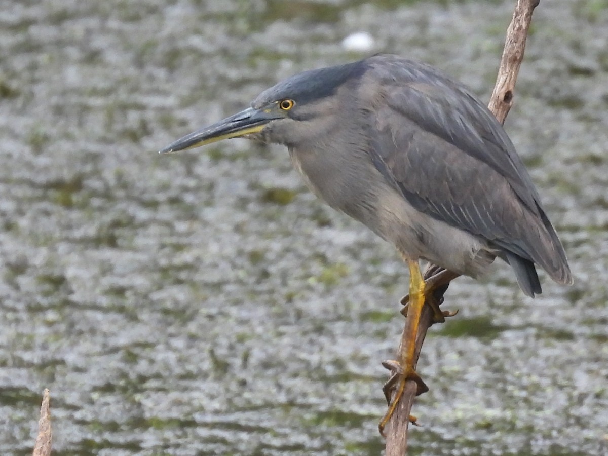 Striated Heron - ML611553520