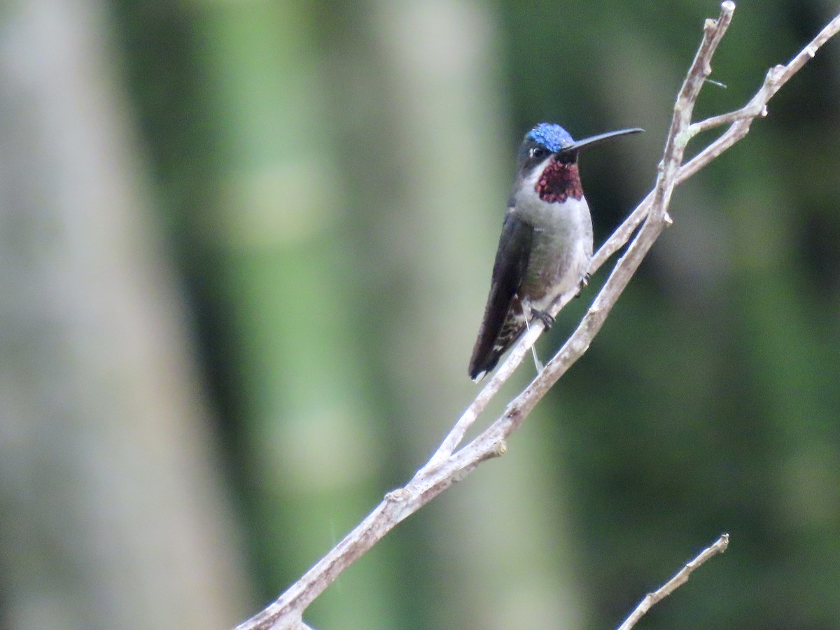 Long-billed Starthroat - Jose Martinez De Valdenebro