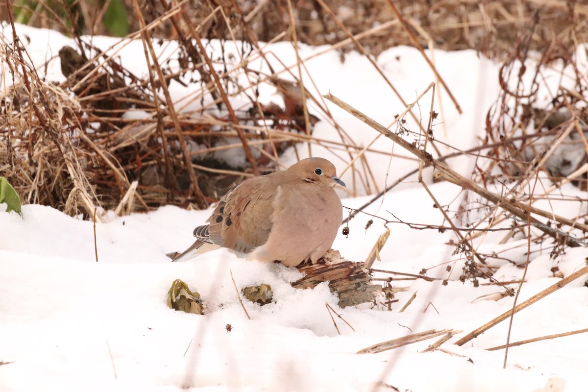 Mourning Dove - Yves Robichaud