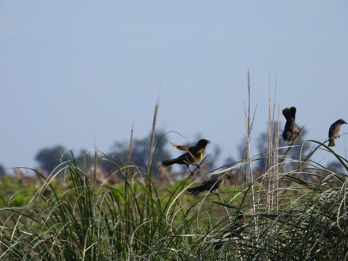 Brown-and-yellow Marshbird - ML611553634