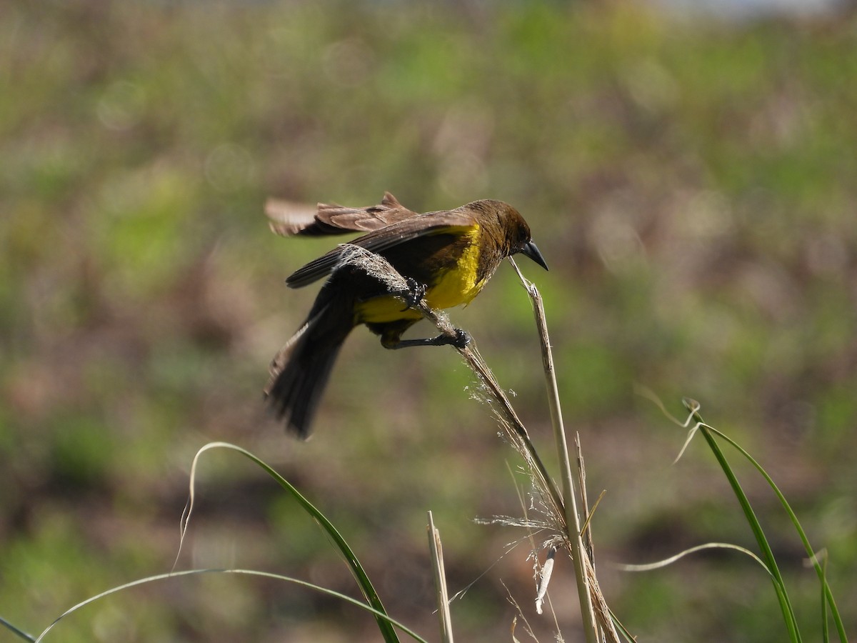 Brown-and-yellow Marshbird - ML611553635