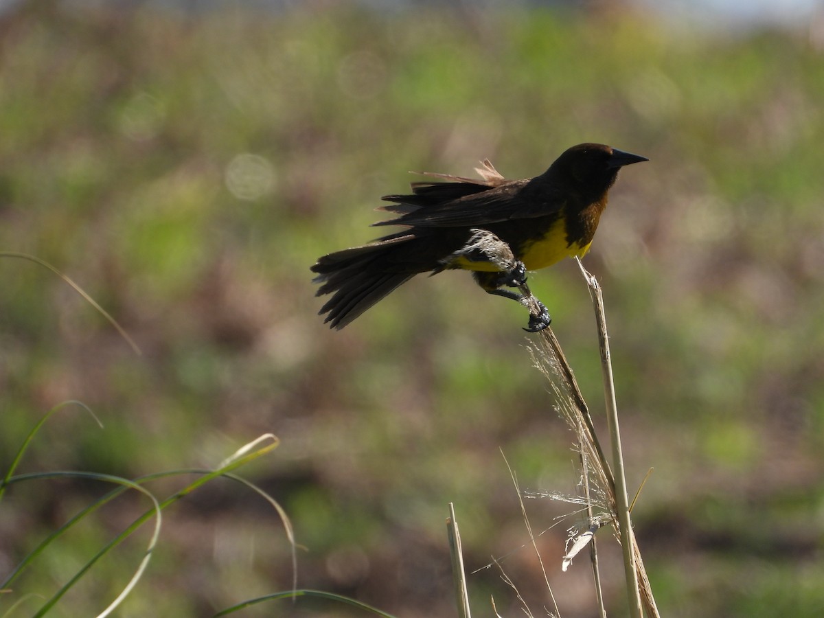 Brown-and-yellow Marshbird - ML611553637