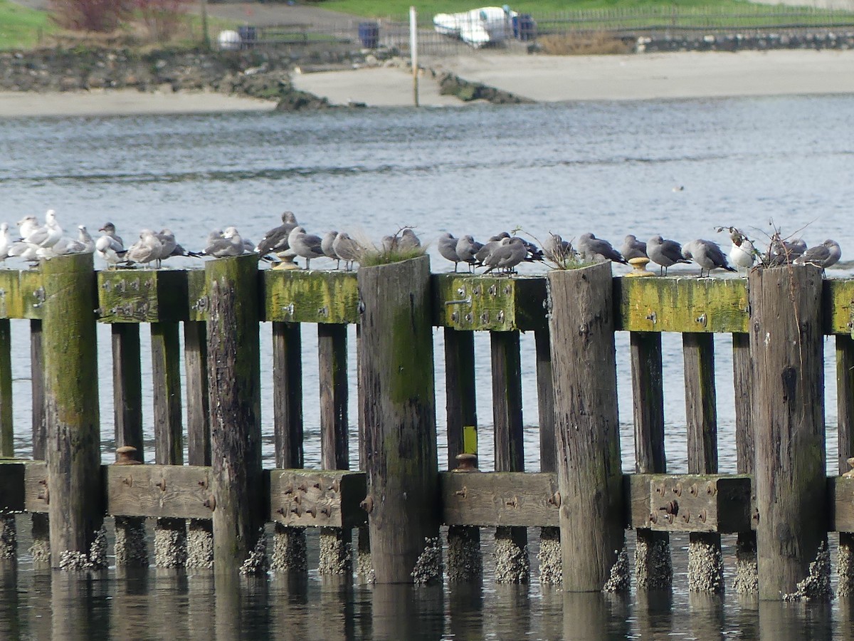 Heermann's Gull - ML611553677