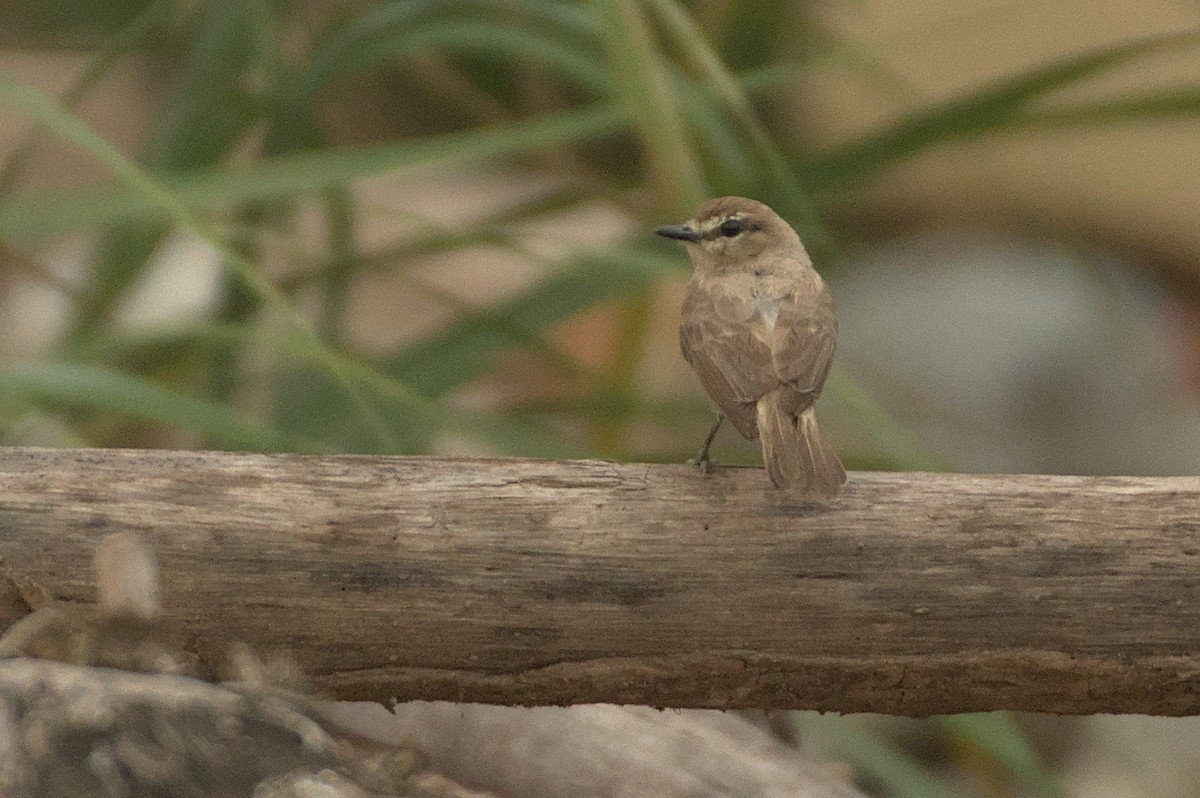 Little Ground-Tyrant - ML611553723