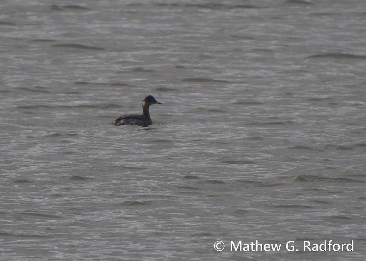 Eared Grebe - Mathew Radford