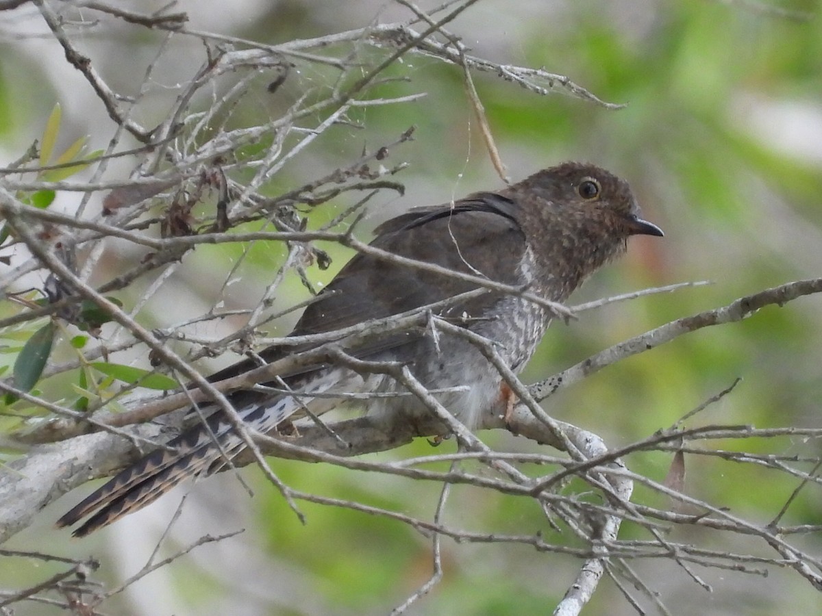 Fan-tailed Cuckoo - ML611553779