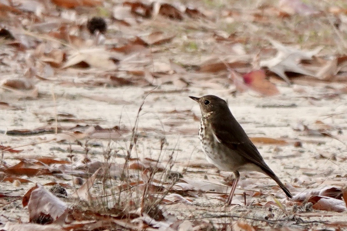 Hermit Thrush - ML611553852