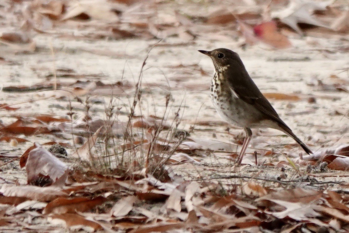 Hermit Thrush - ML611553854