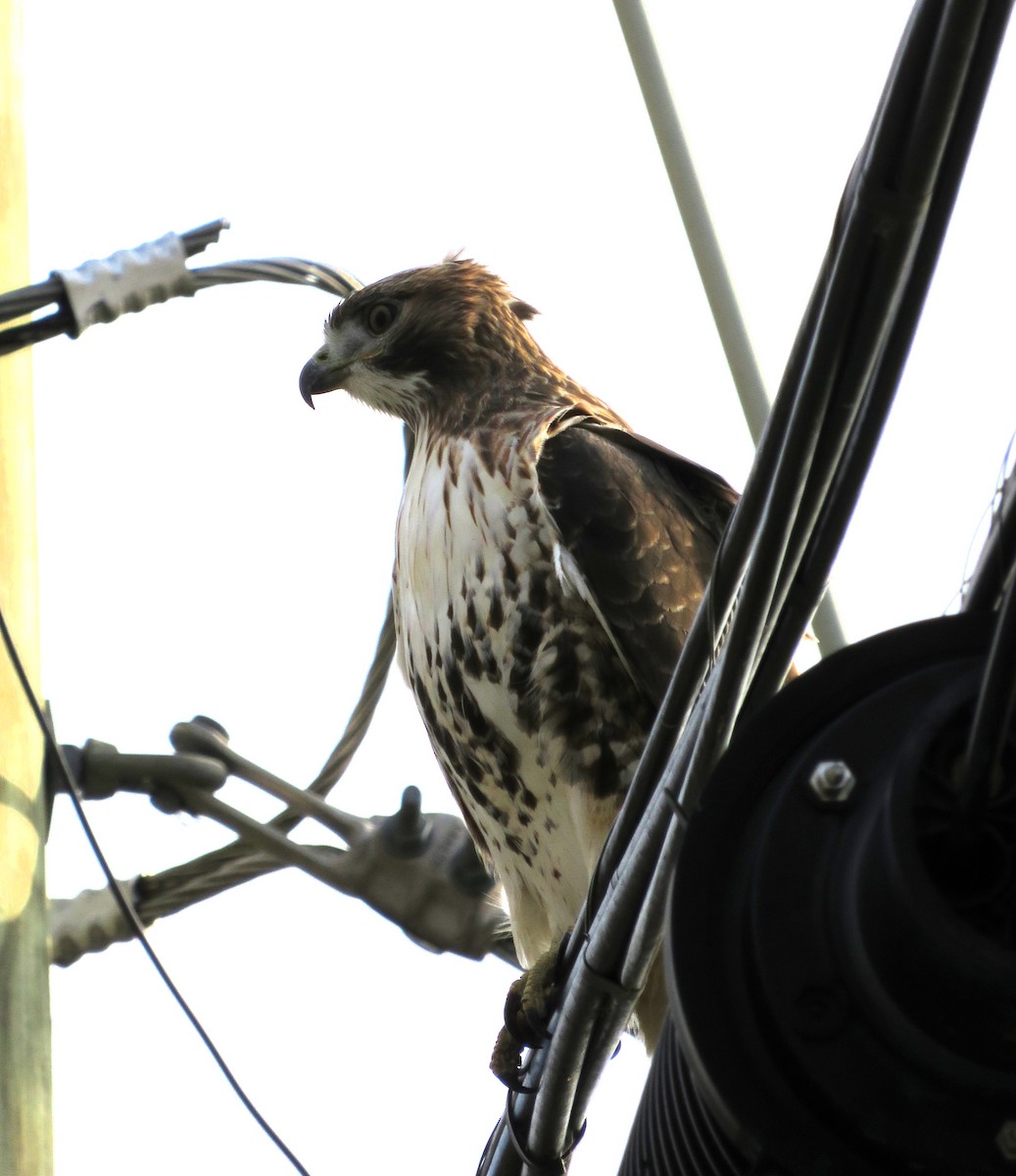 Red-tailed Hawk - ML611553910