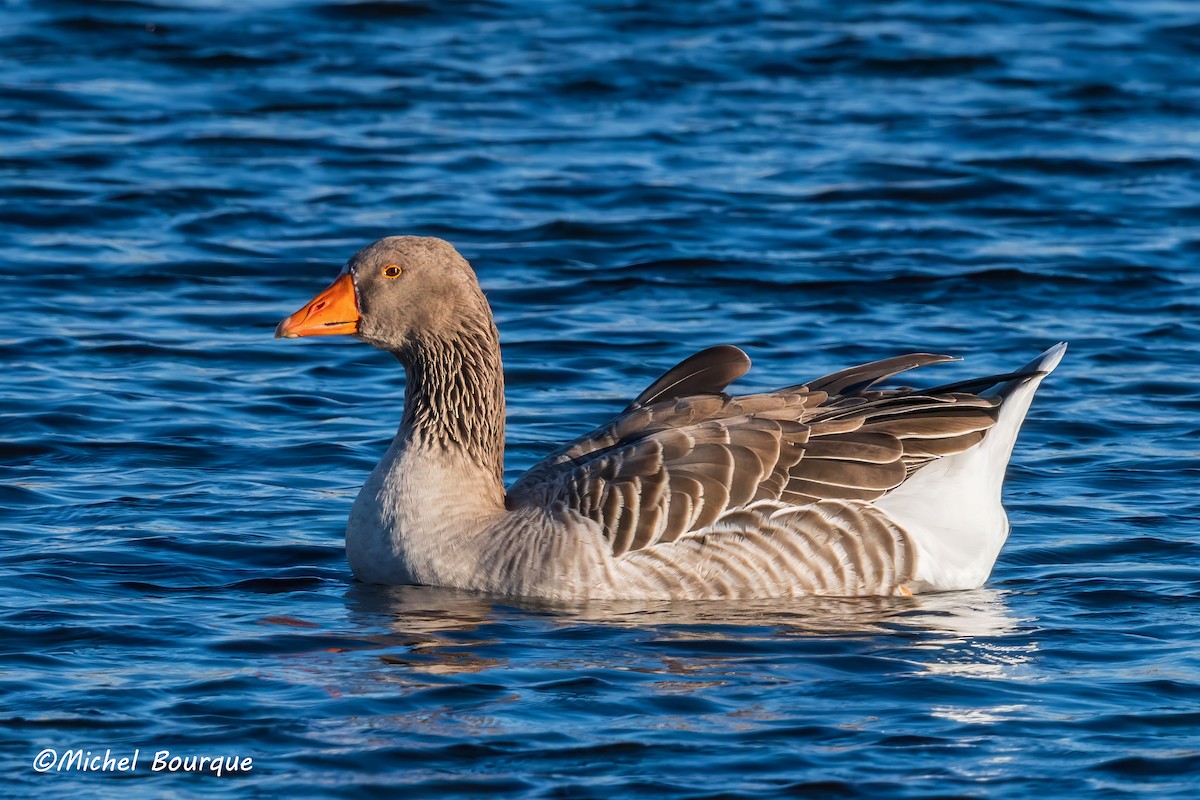 Graylag Goose - ML611553944