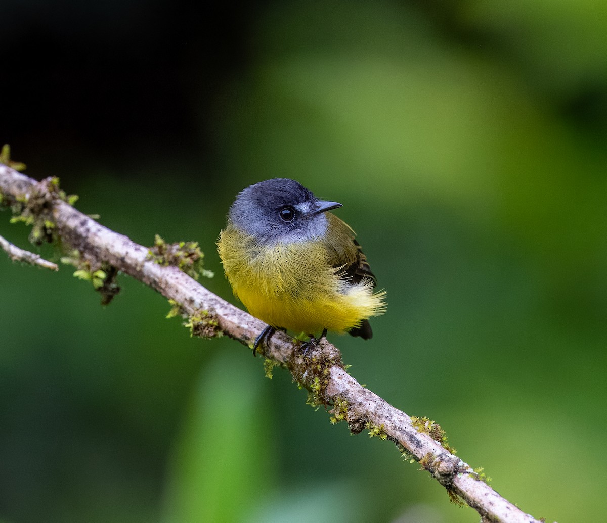 Ornate Flycatcher - Carlos Roberto Chavarria