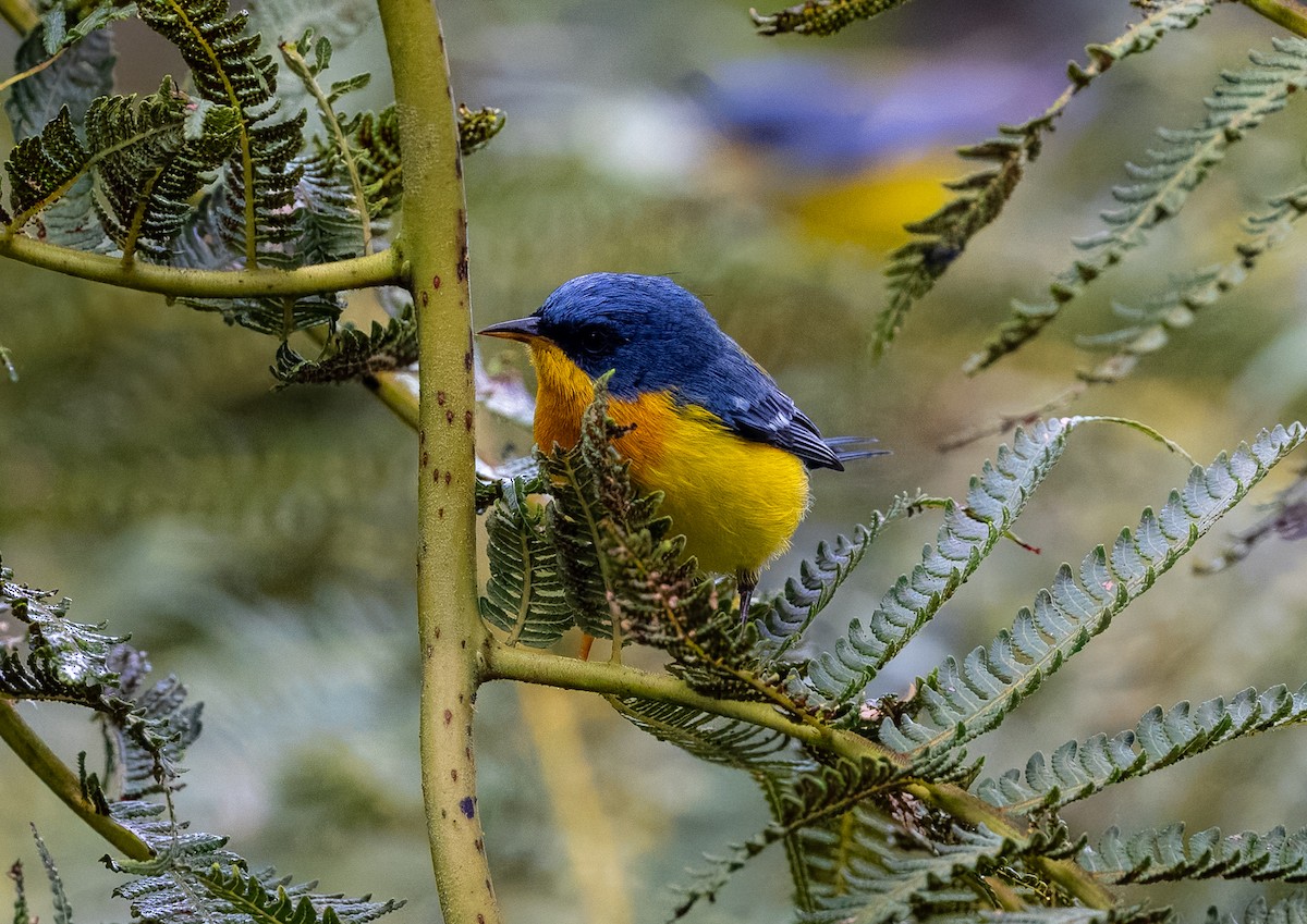 Tropical Parula - Carlos Roberto Chavarria