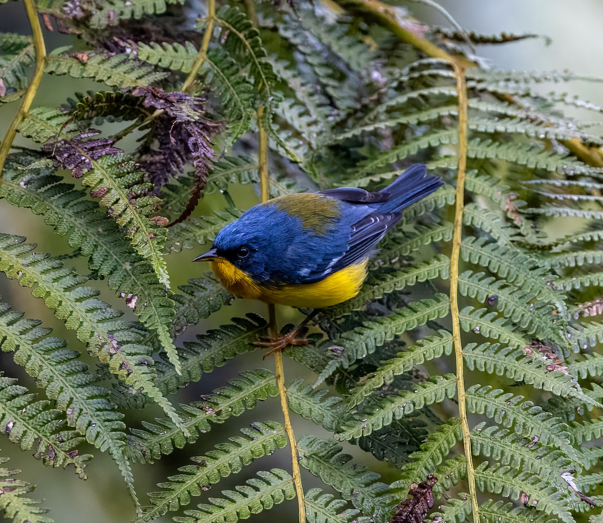 Tropical Parula - Carlos Roberto Chavarria