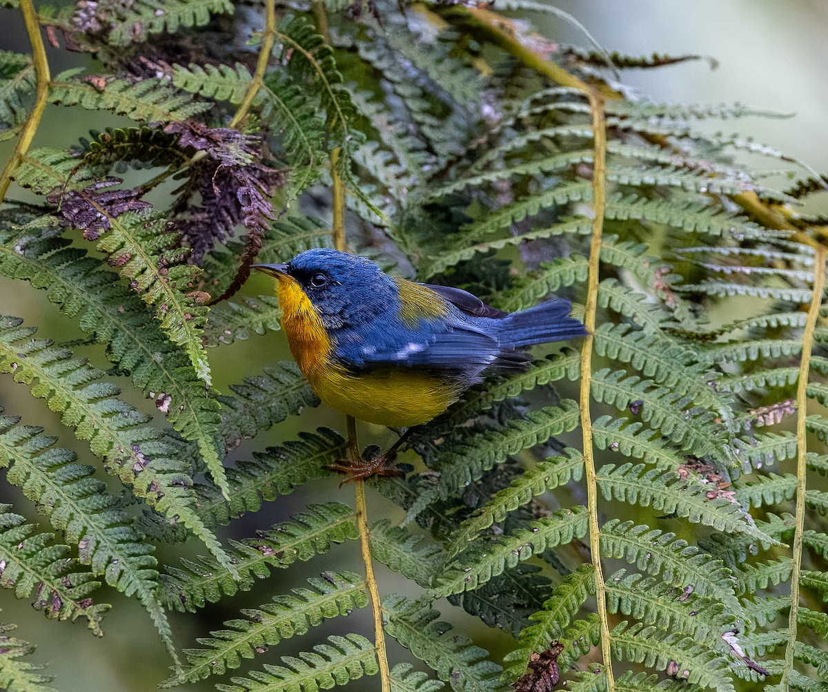 Tropical Parula - Carlos Roberto Chavarria