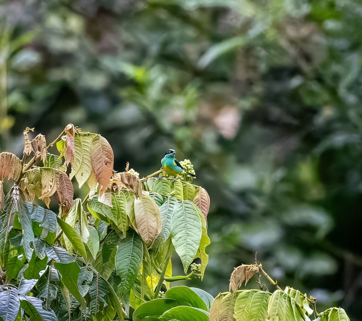 Black-faced Dacnis - Carlos Roberto Chavarria