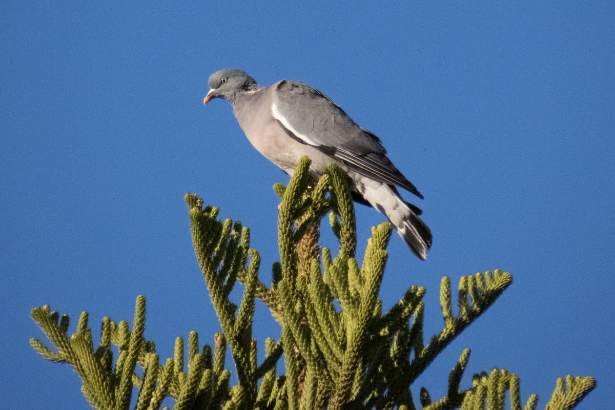 Common Wood-Pigeon - ML611554345
