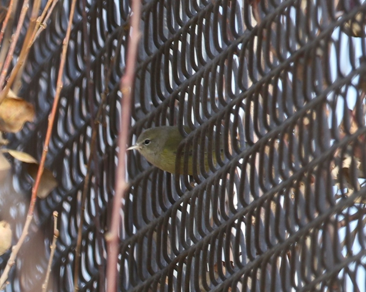 Orange-crowned Warbler - John Oshlick