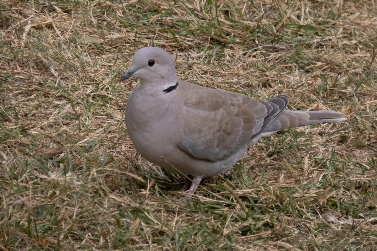 Eurasian Collared-Dove - ML611554365