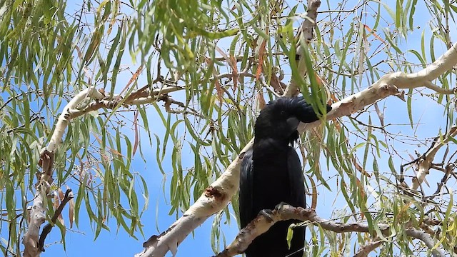 Red-tailed Black-Cockatoo - ML611554394