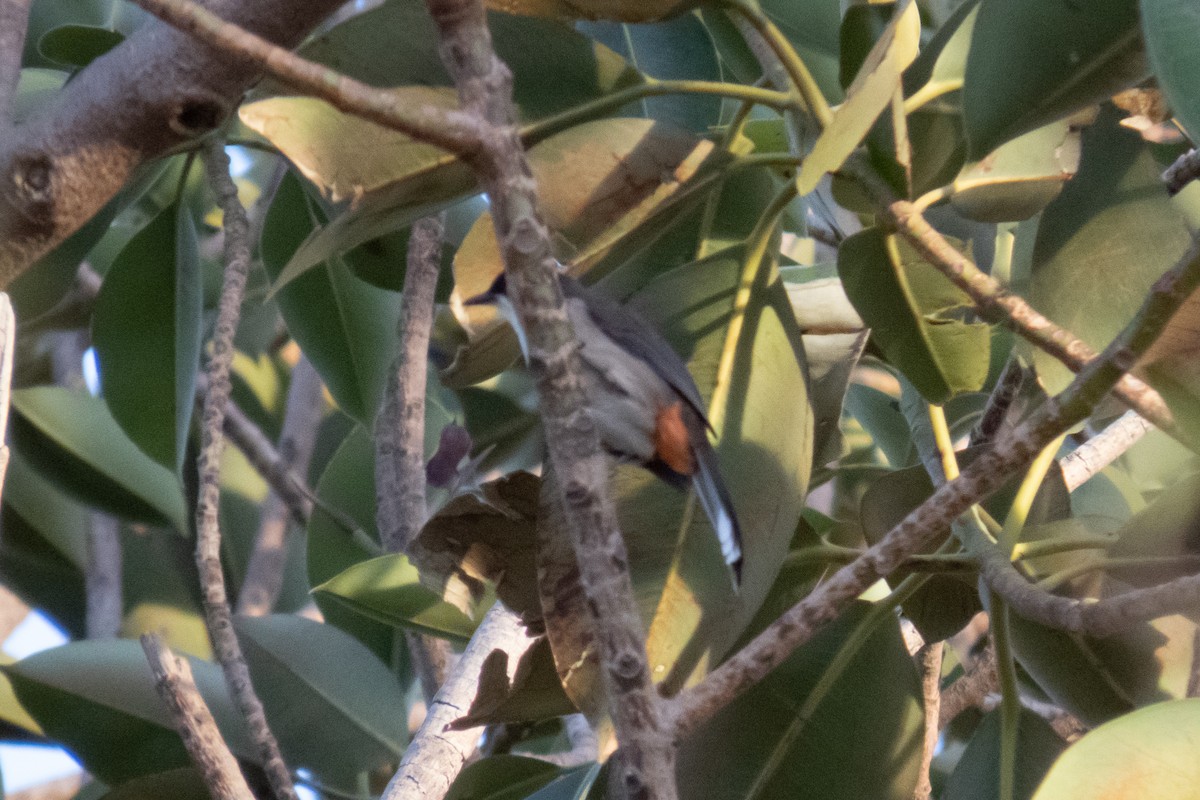Red-whiskered Bulbul - ML611554420