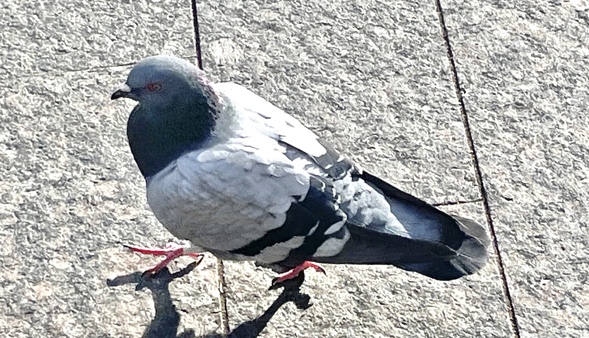 Rock Pigeon (Feral Pigeon) - ML611554425