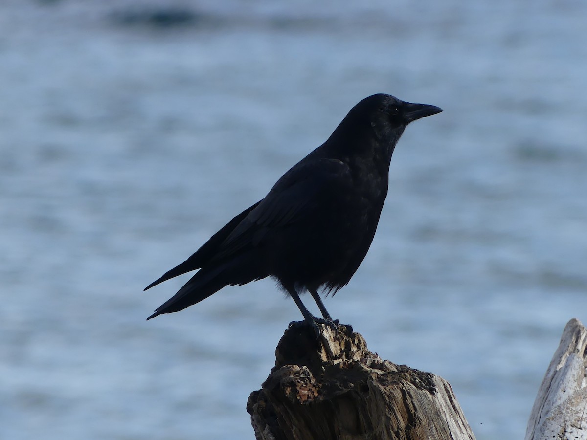 American Crow - ML611554426