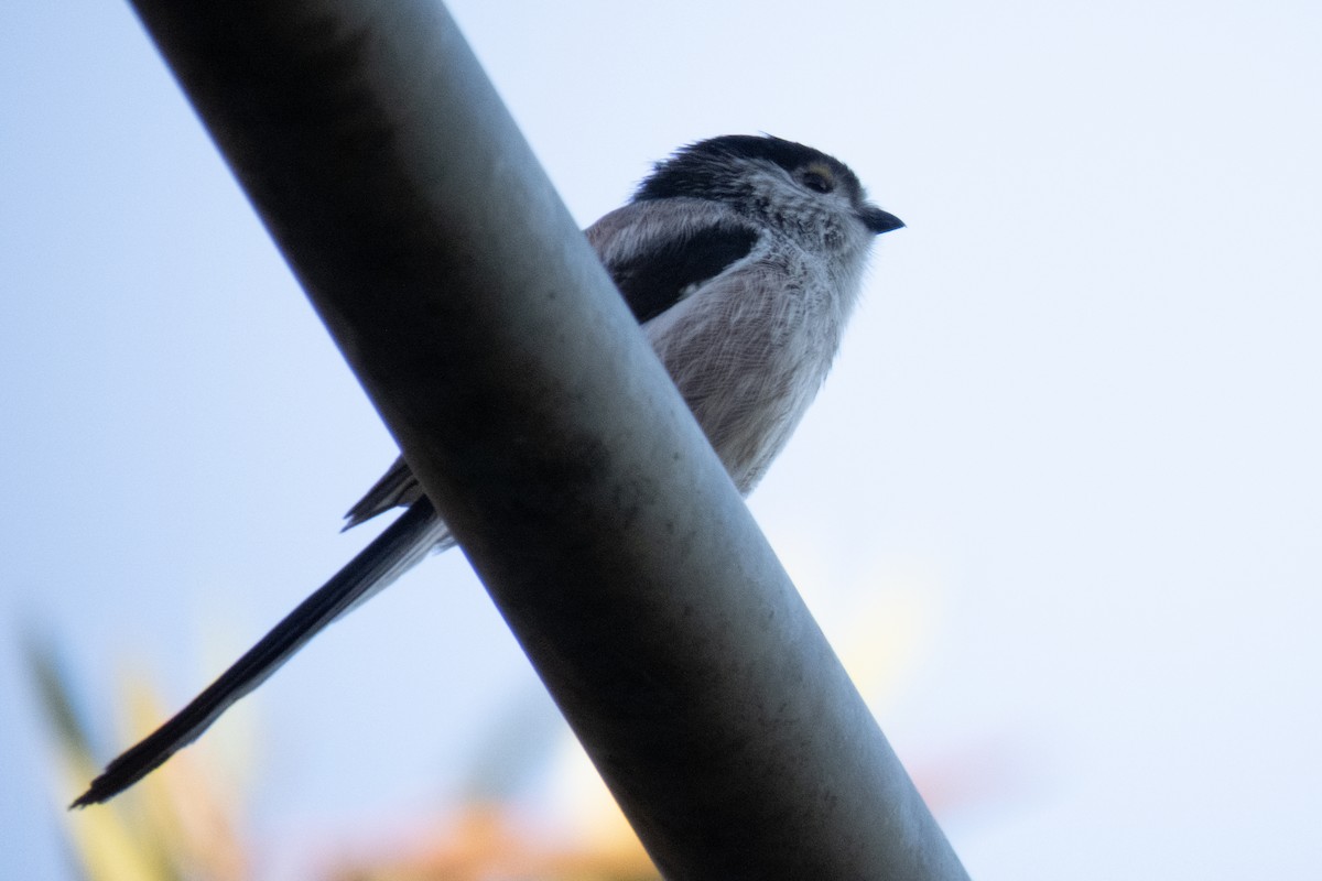 Long-tailed Tit - ML611554435