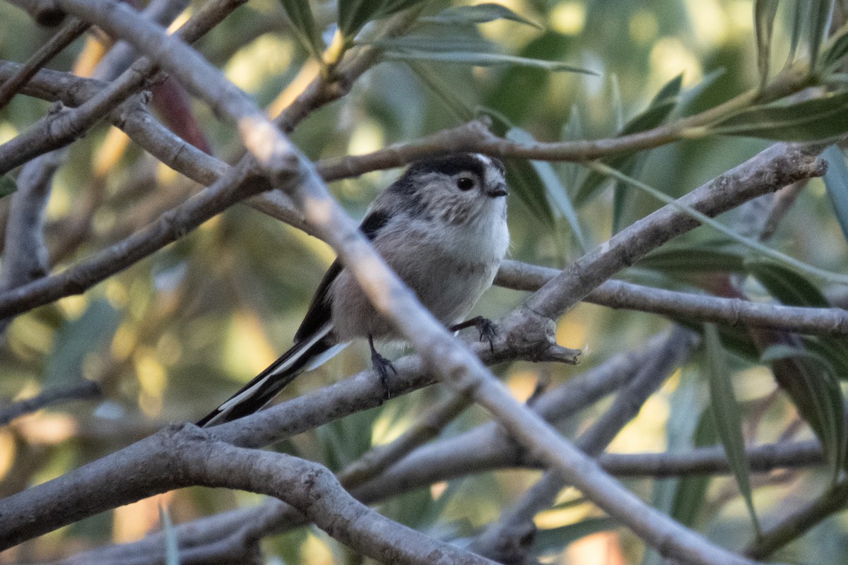 Long-tailed Tit - ML611554436