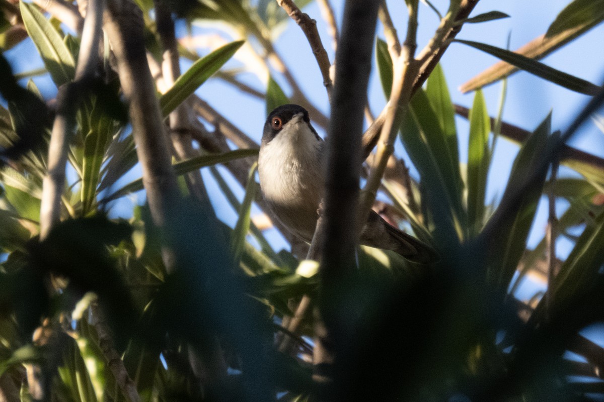 Sardinian Warbler - ML611554458