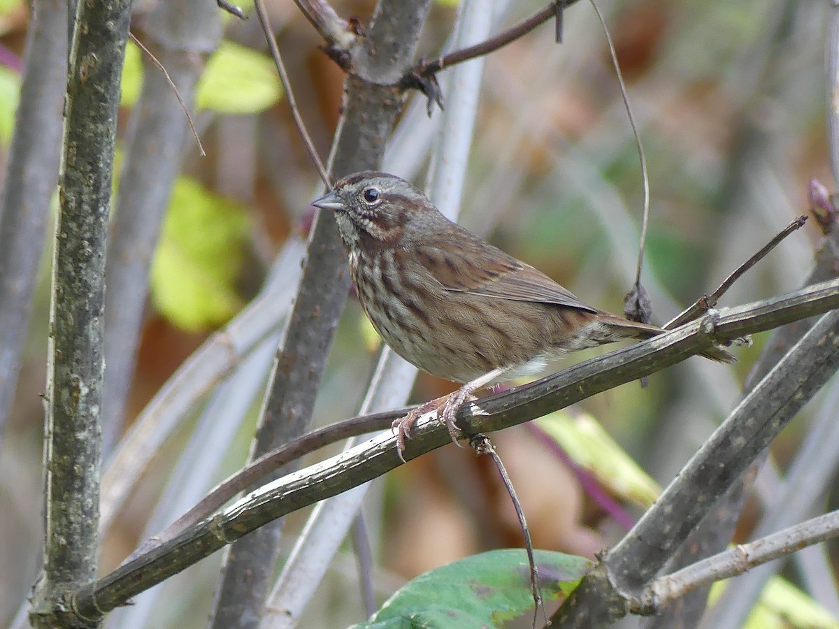 Song Sparrow - ML611554477