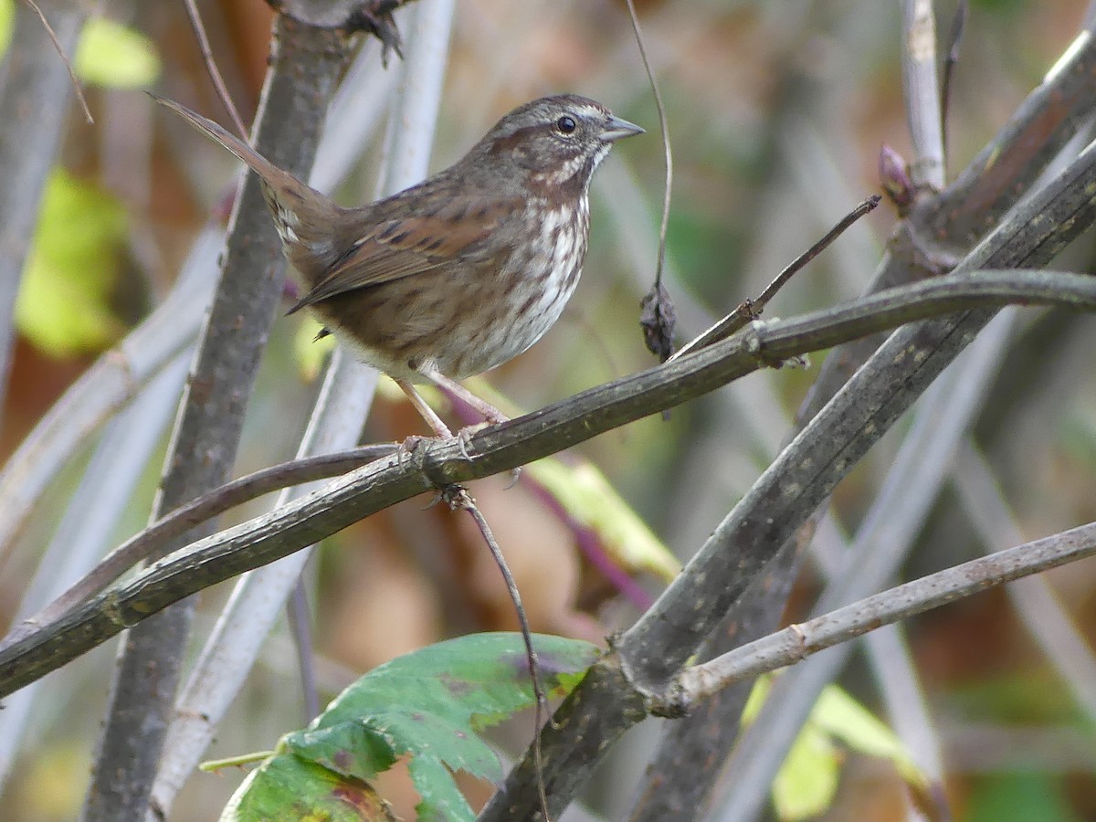 Song Sparrow - ML611554478