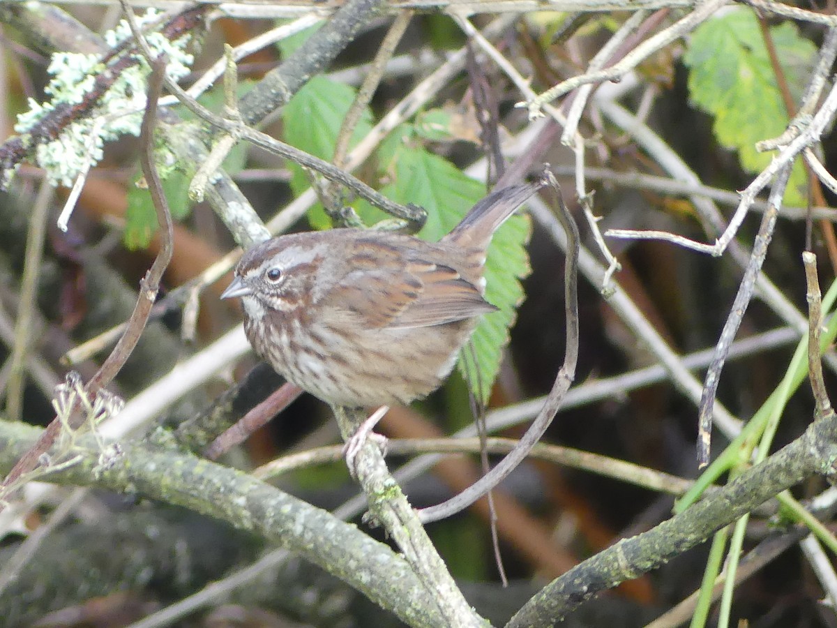 Song Sparrow - ML611554479