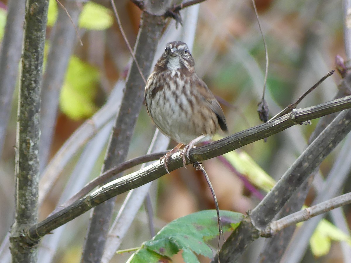 Song Sparrow - ML611554480