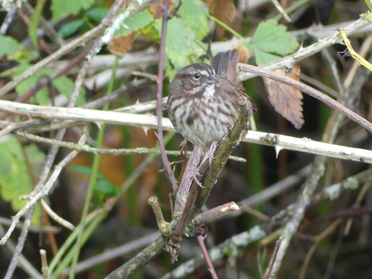 Song Sparrow - ML611554482