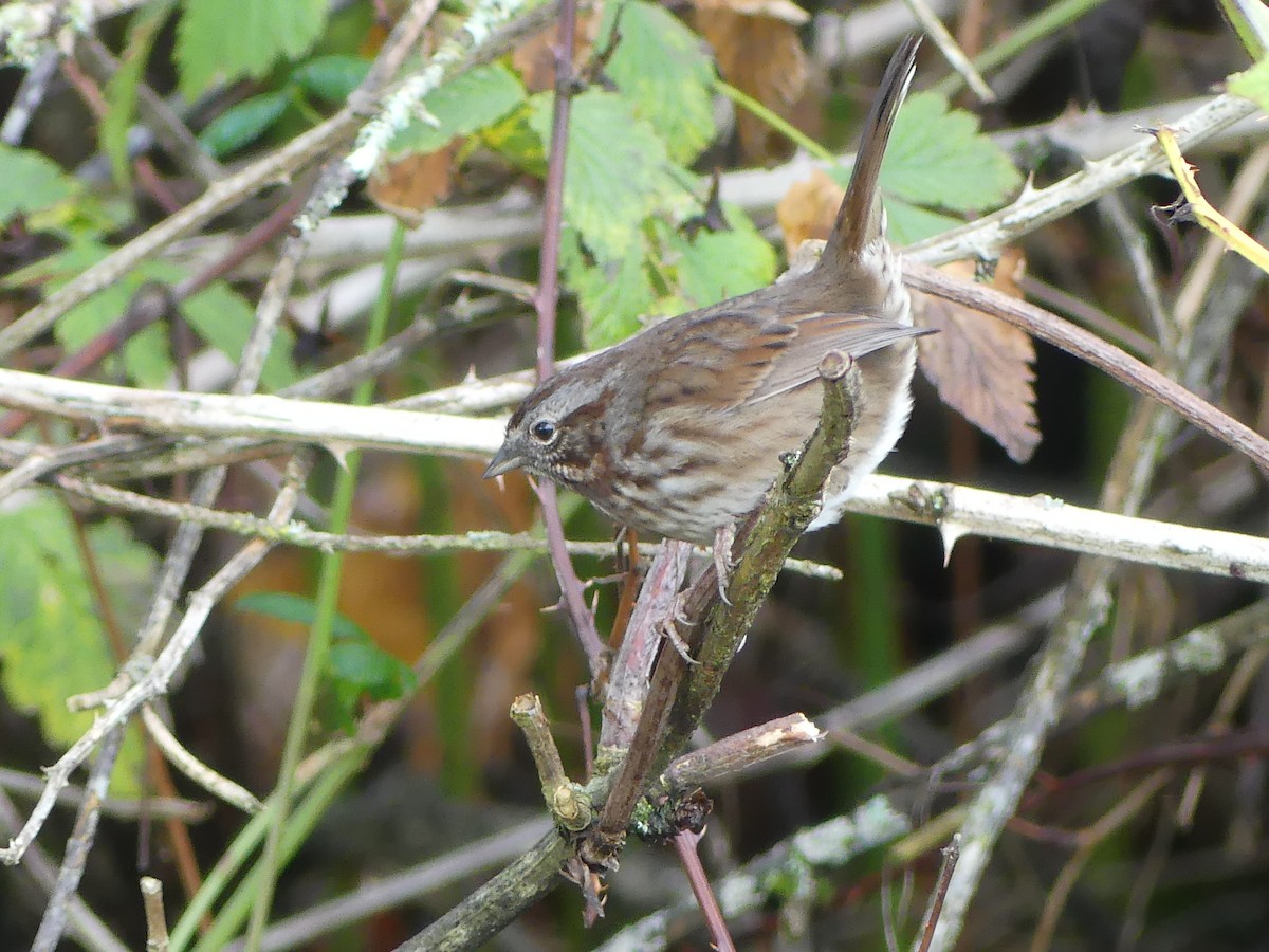 Song Sparrow - ML611554484