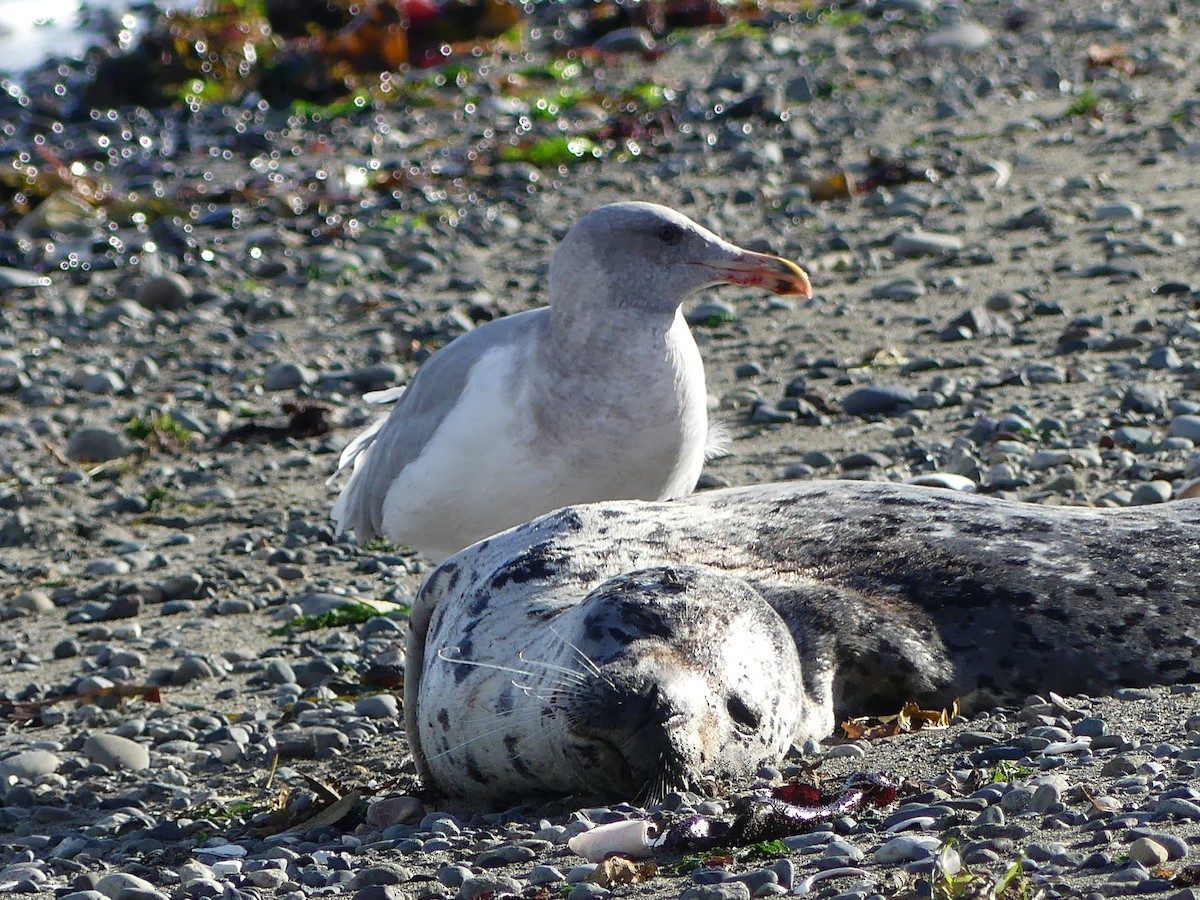 Larus sp. - Gus van Vliet