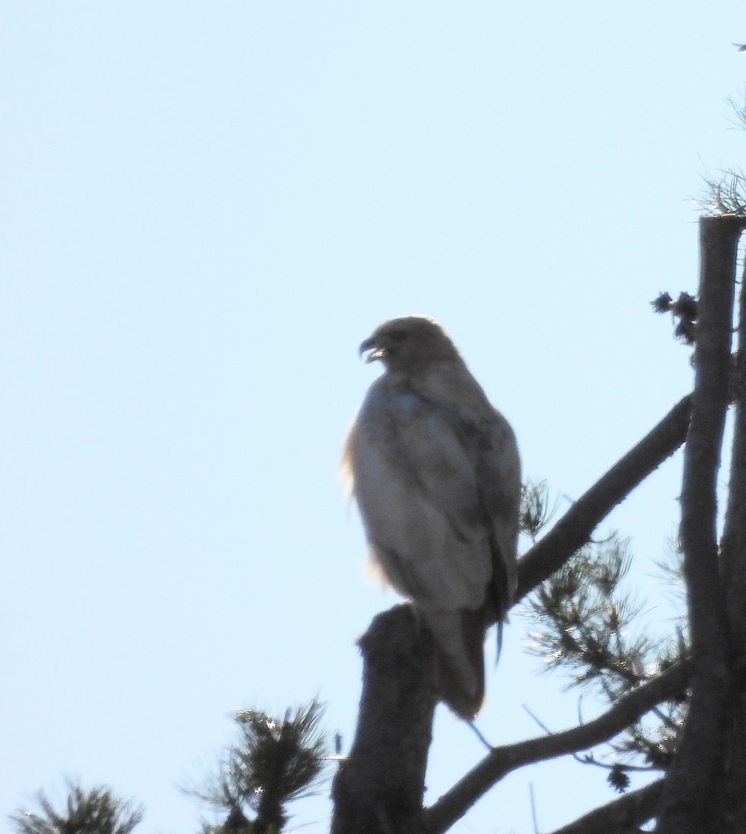 Red-tailed Hawk - Elizabeth Medes