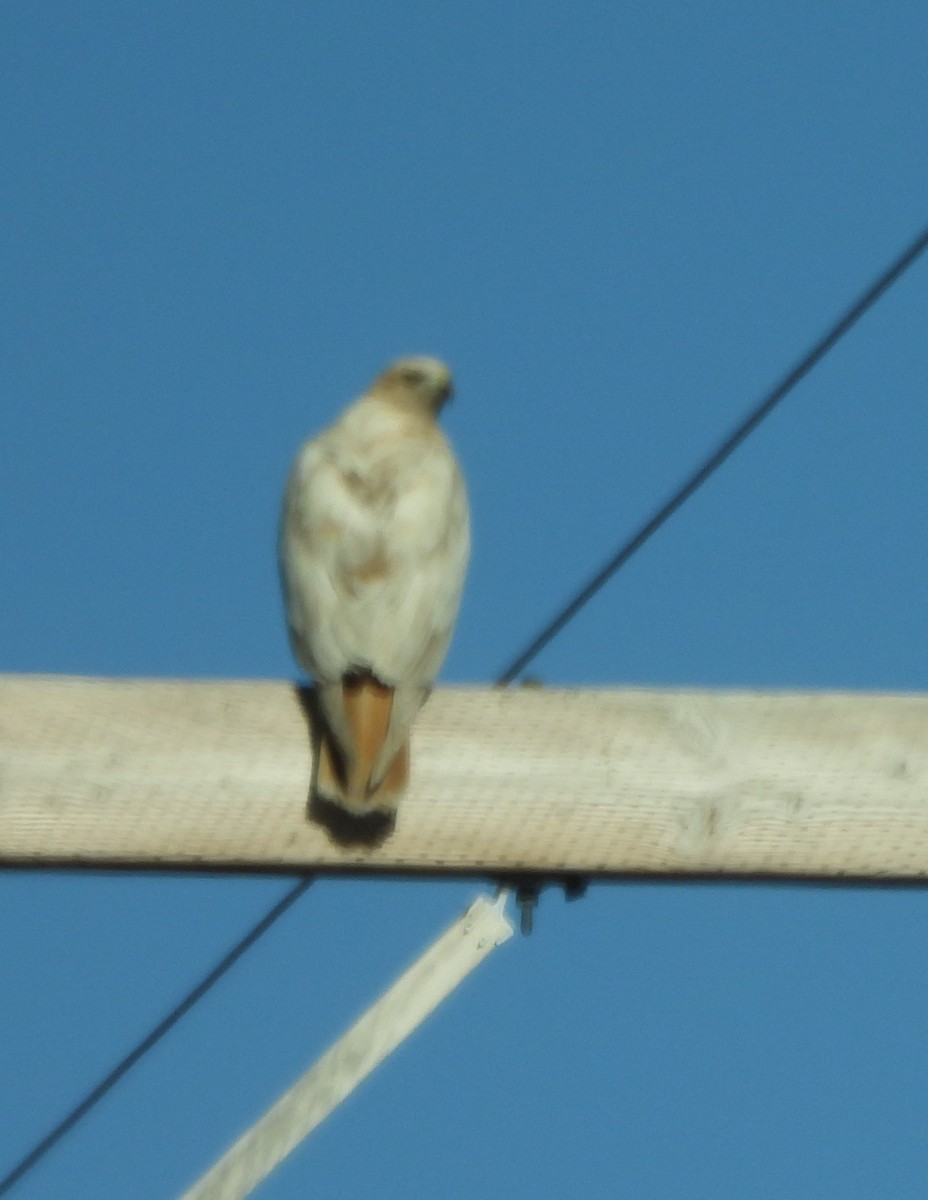 Red-tailed Hawk - Elizabeth Medes