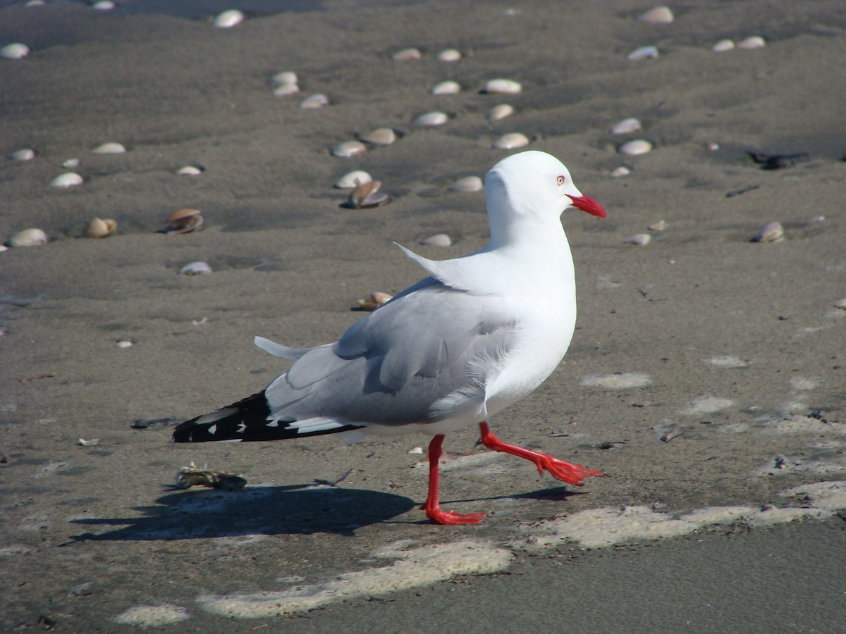 Silver Gull (Red-billed) - ML611554535