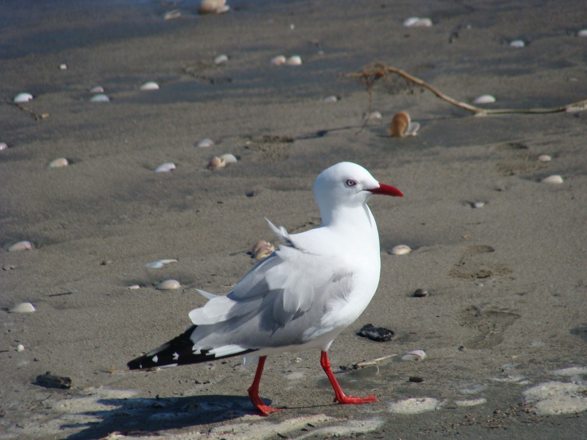 Silver Gull (Red-billed) - ML611554536