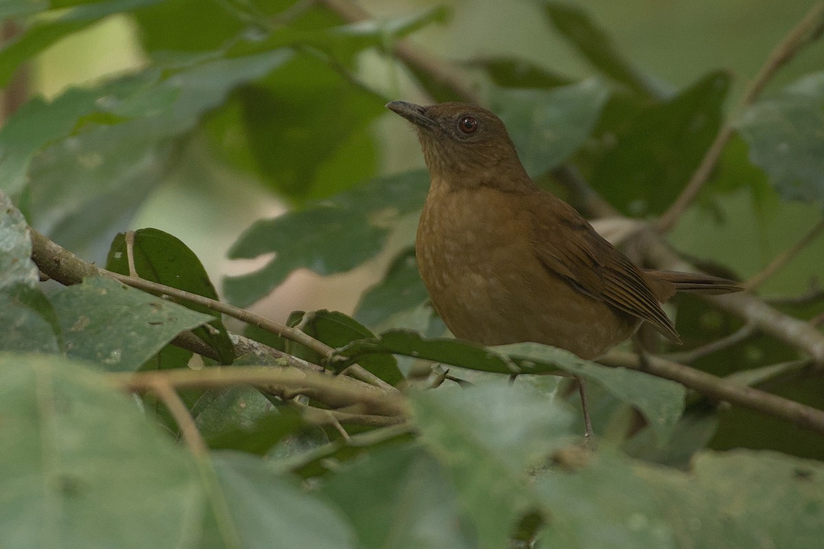 Hauxwell's Thrush - ML611554564