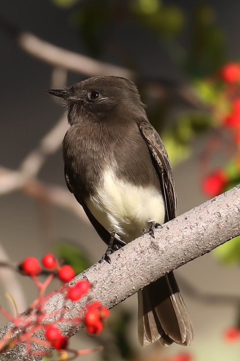 Black Phoebe - ML611554566