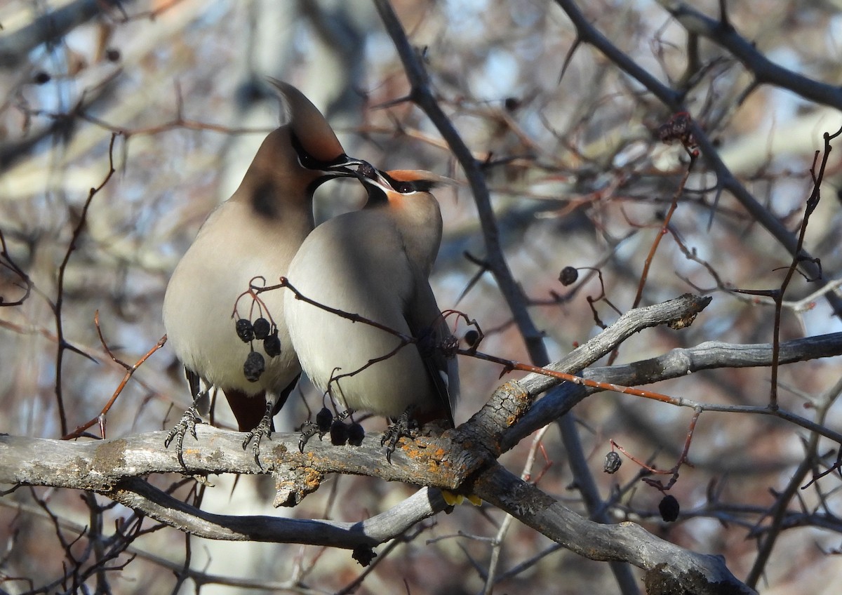 Bohemian Waxwing - ML611554568