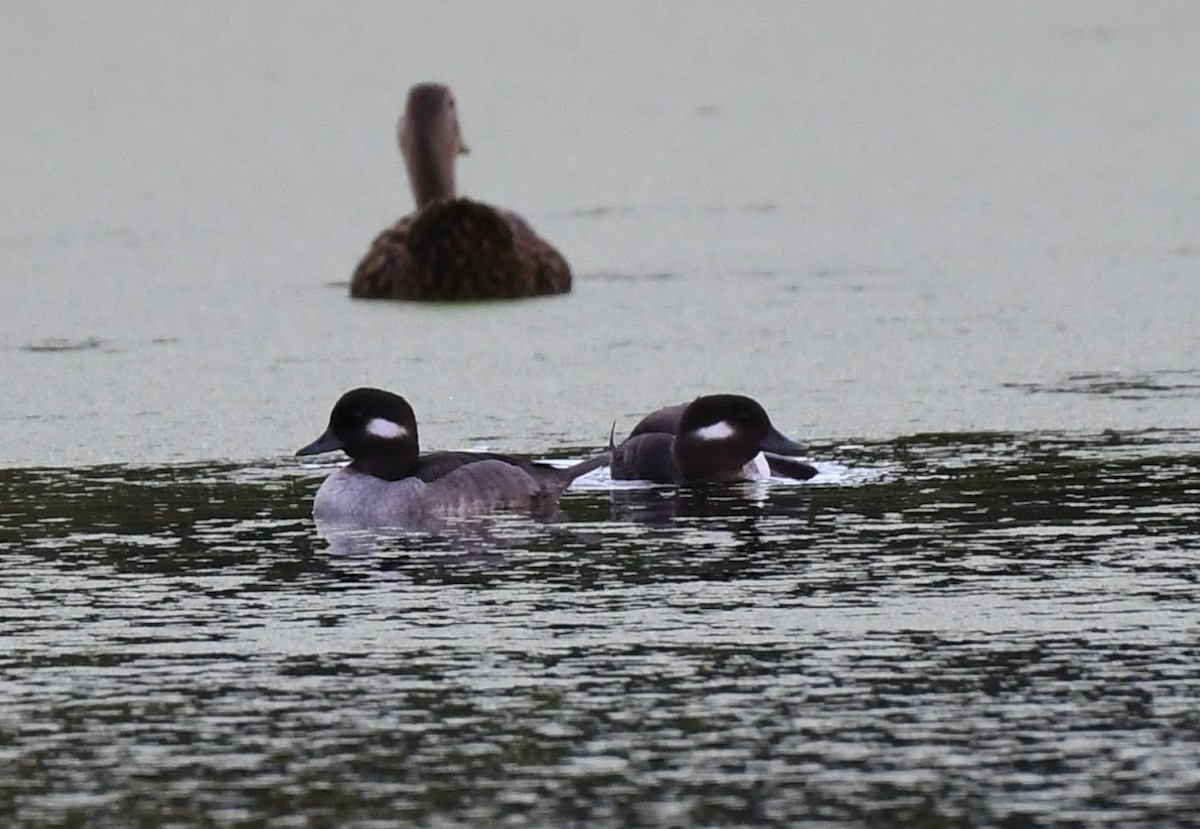 Bufflehead - ML611554603