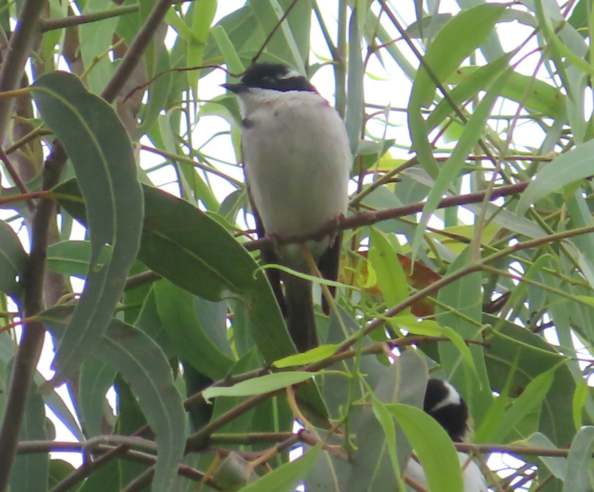 White-throated Honeyeater - ML611554690