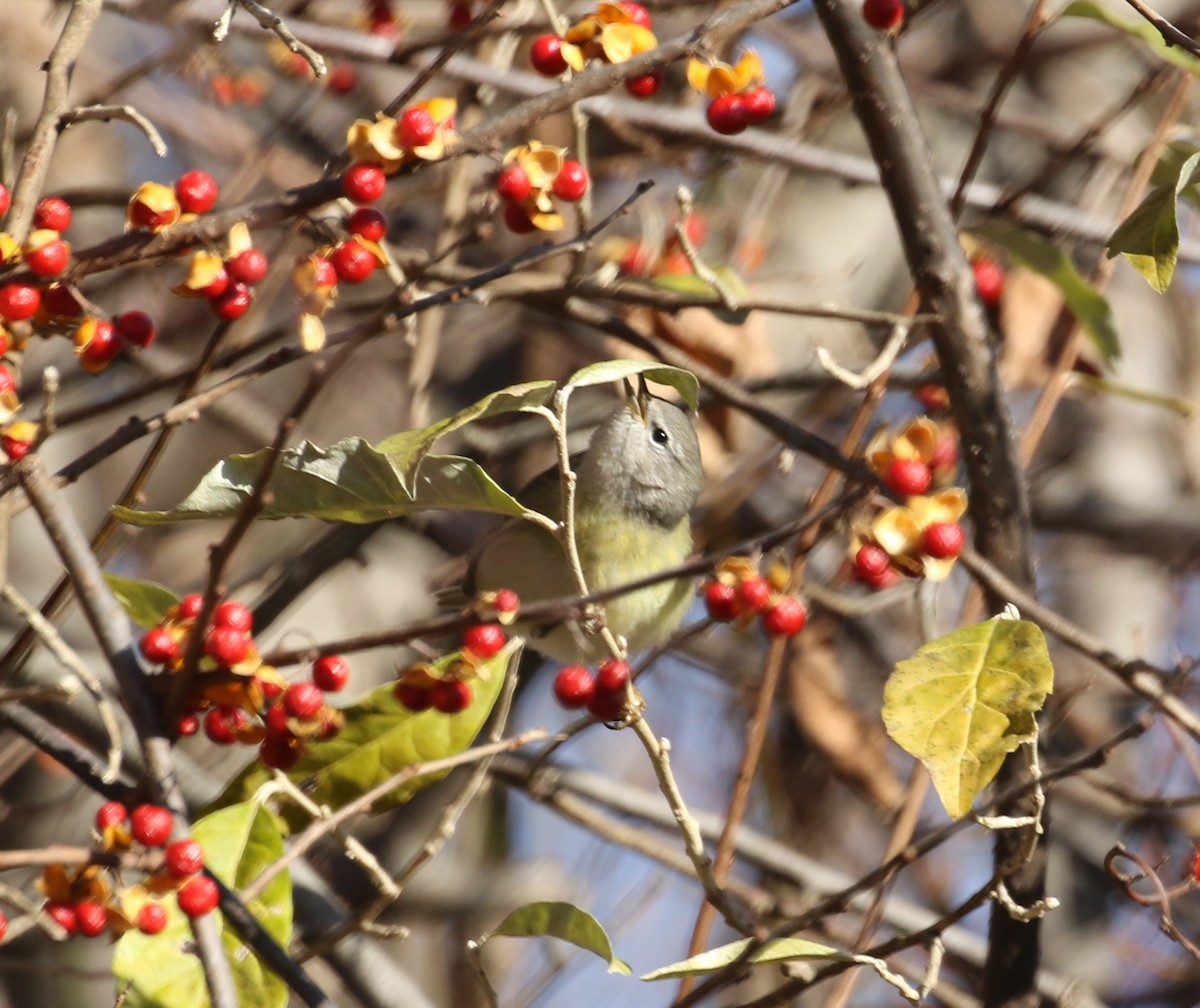 Orange-crowned Warbler - John Oshlick